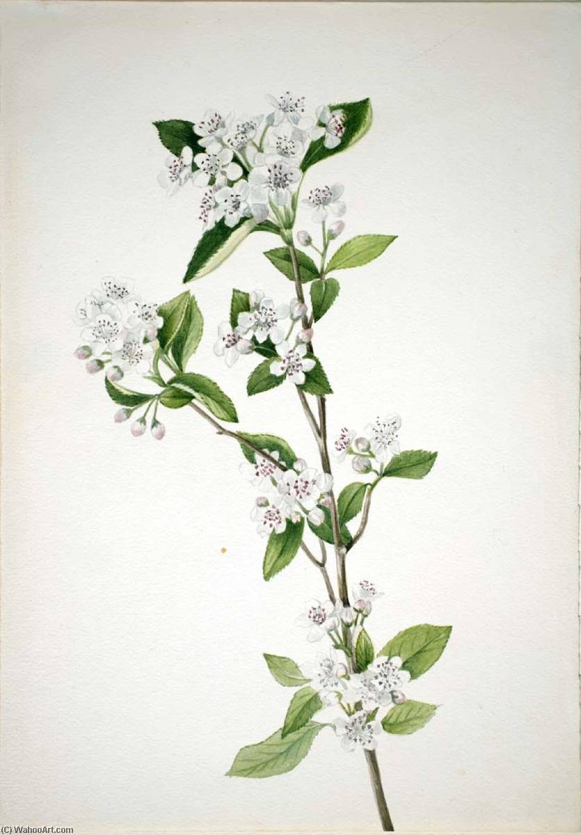 Wikioo.org - The Encyclopedia of Fine Arts - Painting, Artwork by Mary Vaux Walcott - Red Chokeberry (Aronia arbutifolia)