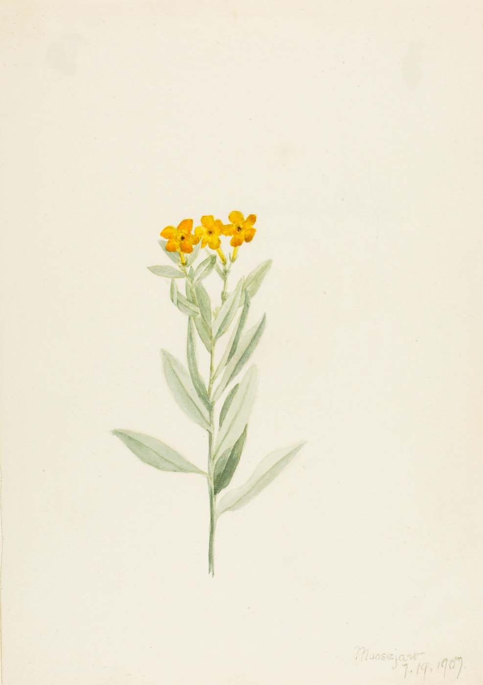 Wikioo.org - The Encyclopedia of Fine Arts - Painting, Artwork by Mary Vaux Walcott - Lithospermum canescens