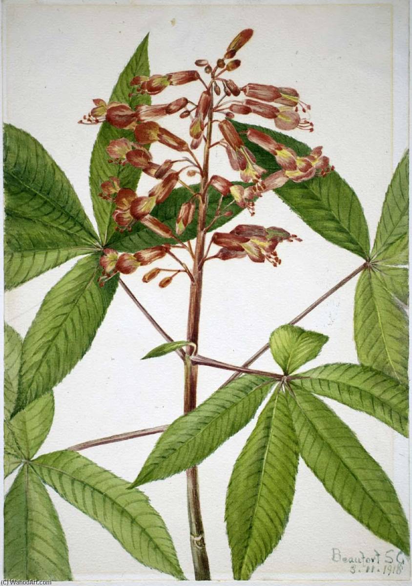 Wikioo.org - The Encyclopedia of Fine Arts - Painting, Artwork by Mary Vaux Walcott - Red Buckeye (Aesculus pavia)