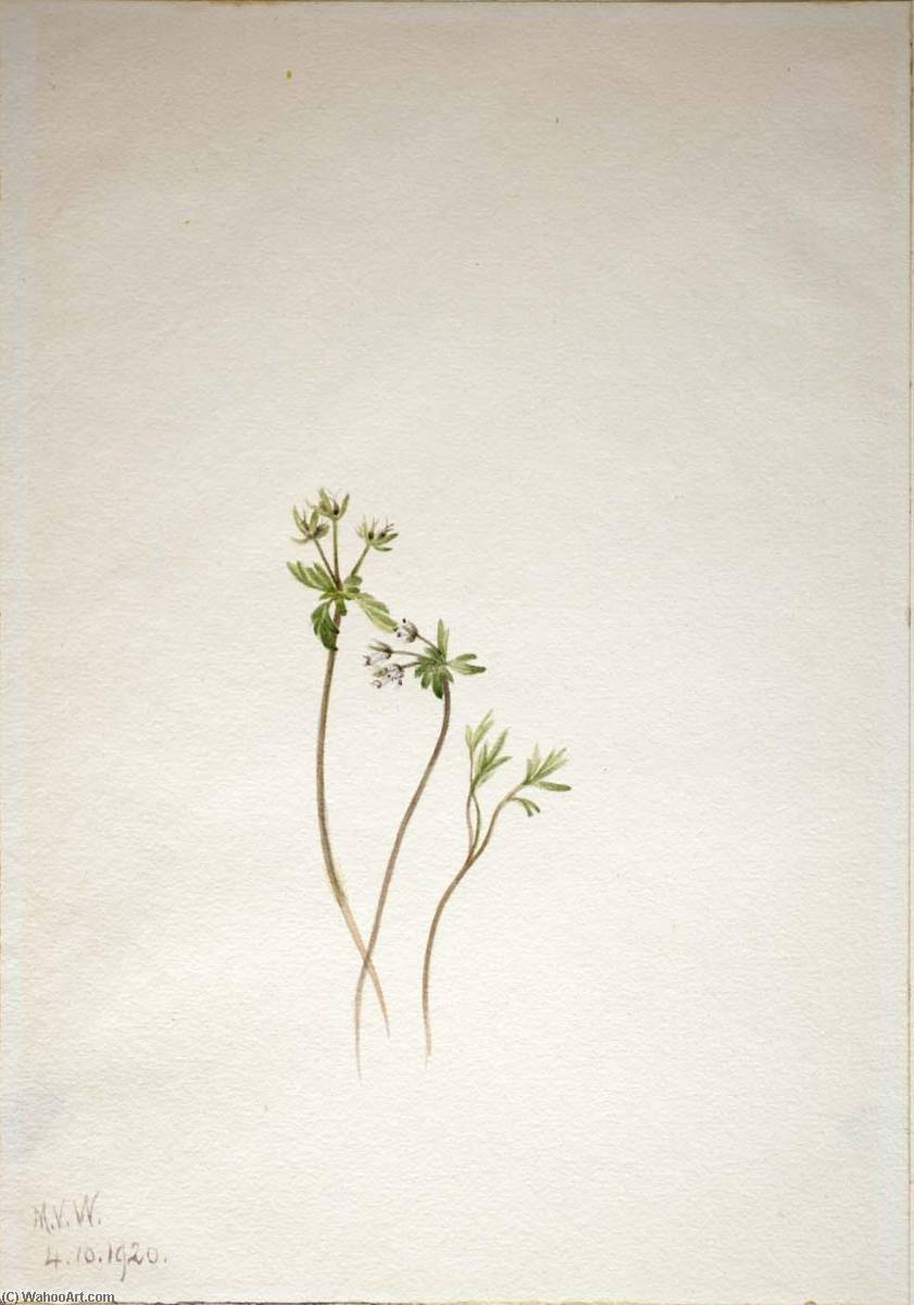 Wikioo.org - The Encyclopedia of Fine Arts - Painting, Artwork by Mary Vaux Walcott - Harbinger of Spring (Erigenia bulbosa)