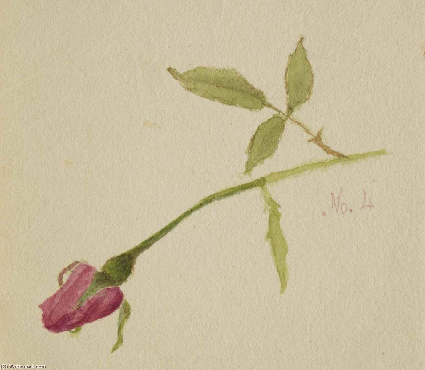 Wikioo.org - The Encyclopedia of Fine Arts - Painting, Artwork by Mary Vaux Walcott - Untitled (Rose)