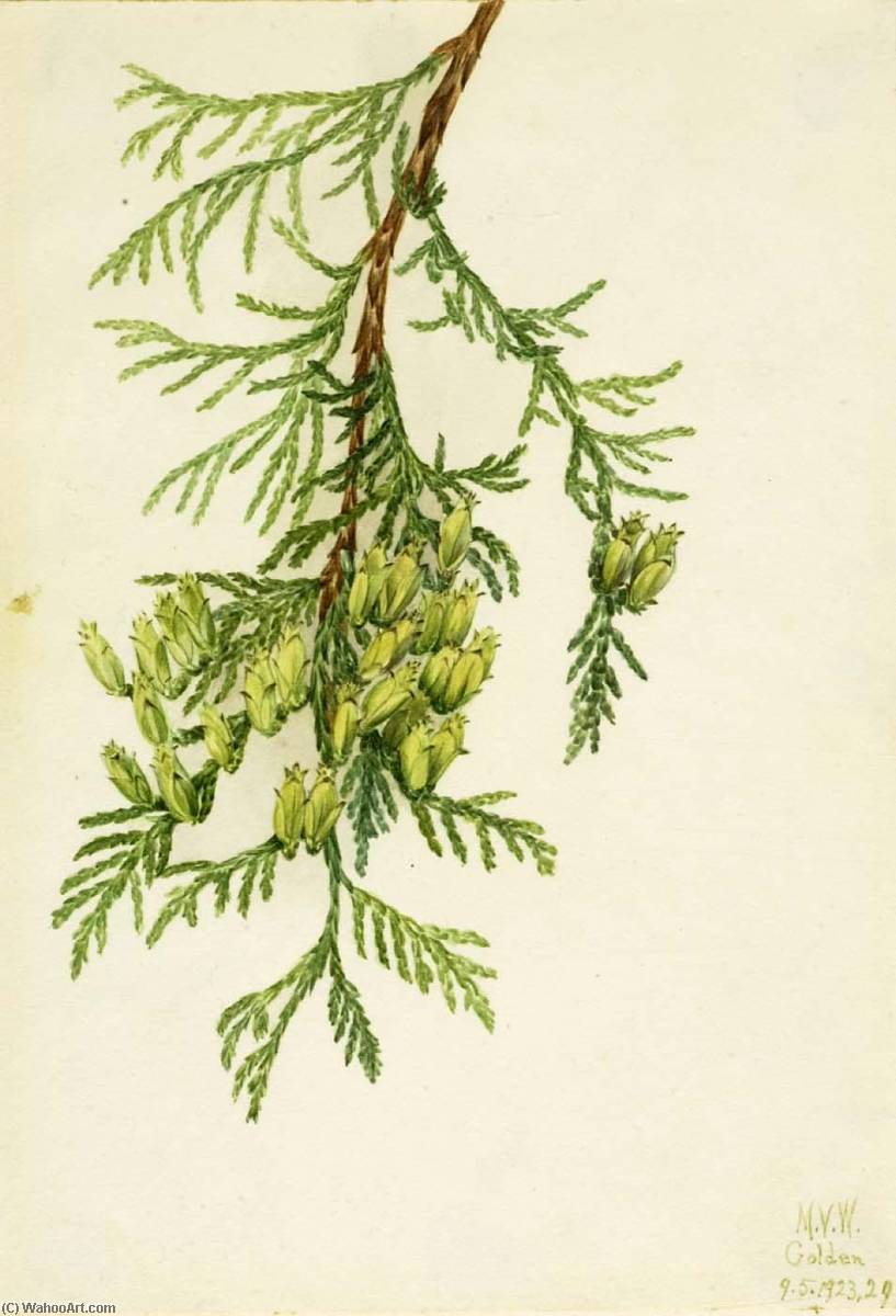 Wikioo.org - The Encyclopedia of Fine Arts - Painting, Artwork by Mary Vaux Walcott - Giant Arborvitae (Thuja plicata)