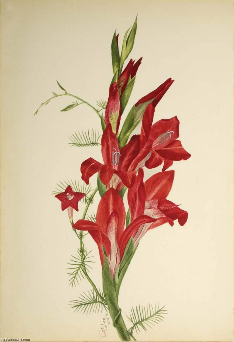 Wikioo.org - The Encyclopedia of Fine Arts - Painting, Artwork by Mary Vaux Walcott - Cannas and Cypress Vine (Canna species and Ipomoea quamoclit)