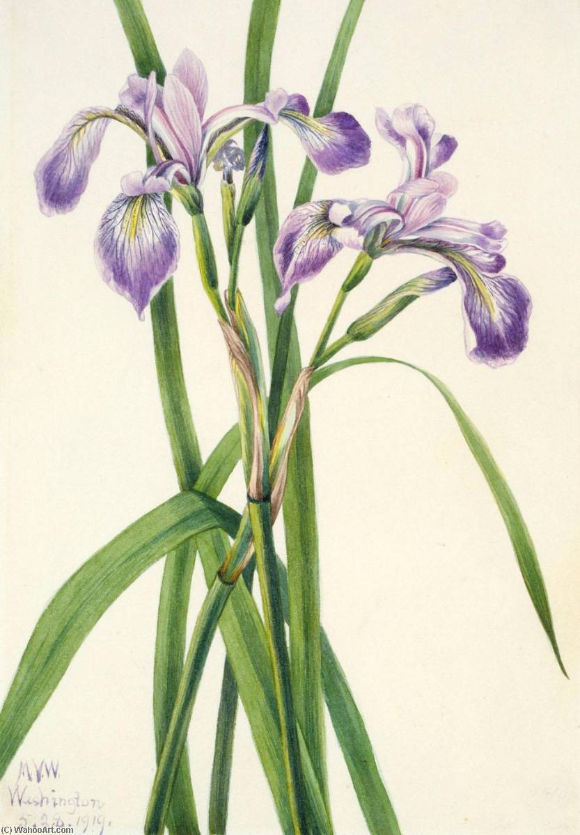 Wikioo.org - The Encyclopedia of Fine Arts - Painting, Artwork by Mary Vaux Walcott - Blueflag Iris (Iris versicolor)