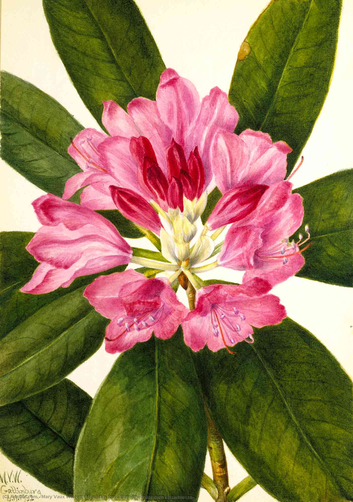 Wikioo.org - The Encyclopedia of Fine Arts - Painting, Artwork by Mary Vaux Walcott - Mountain Rose Bay (Rhododendron catawbiense)