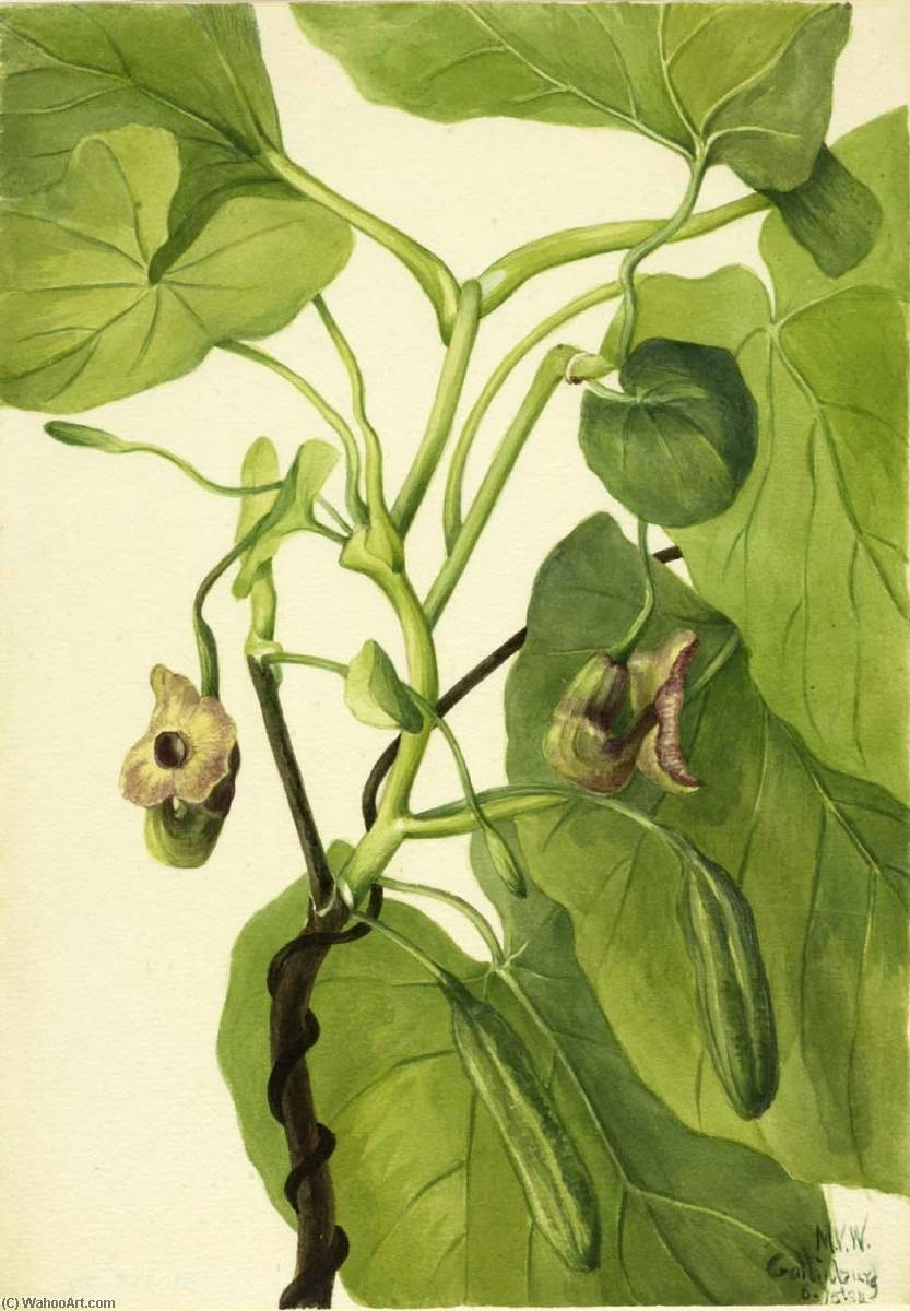 Wikioo.org - The Encyclopedia of Fine Arts - Painting, Artwork by Mary Vaux Walcott - Dutchman's Pipe