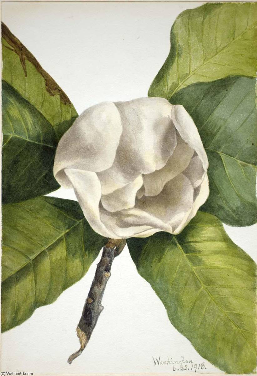 Wikioo.org - The Encyclopedia of Fine Arts - Painting, Artwork by Mary Vaux Walcott - Southern Magnolia (Magnolia grandiflora)