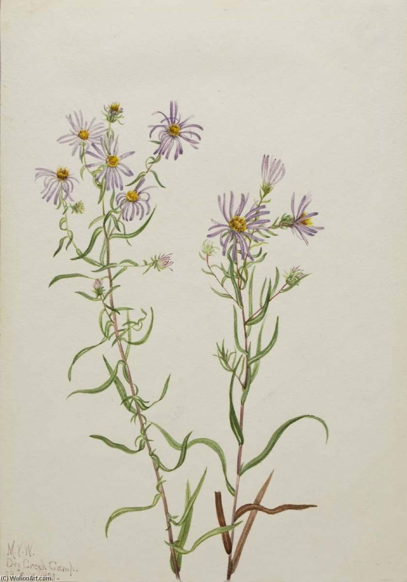 Wikioo.org - The Encyclopedia of Fine Arts - Painting, Artwork by Mary Vaux Walcott - Prairie Aster (Aster campestris)
