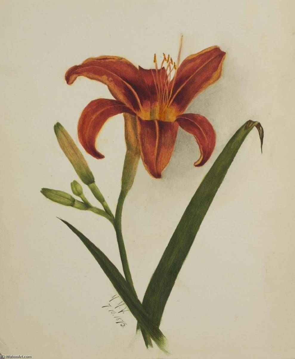 Wikioo.org - The Encyclopedia of Fine Arts - Painting, Artwork by Mary Vaux Walcott - Untitled (Lily)