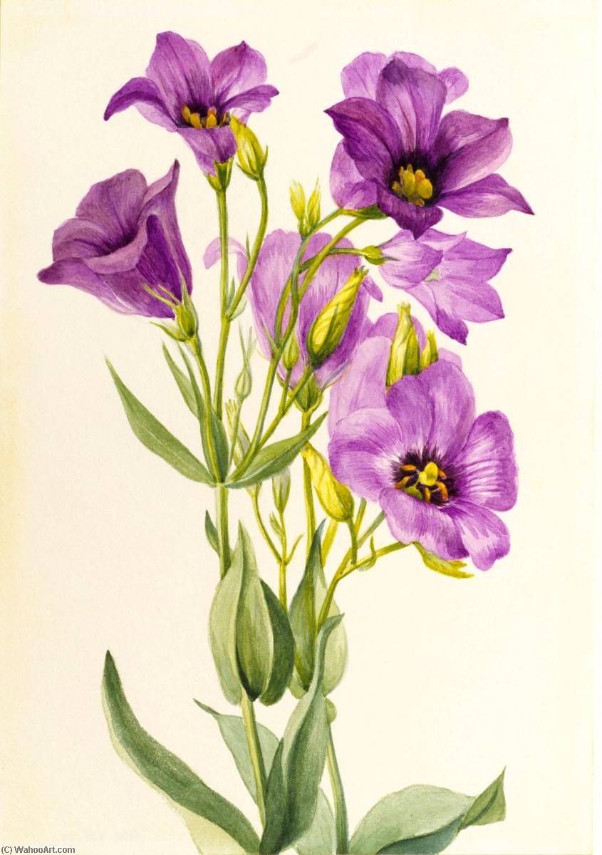 Wikioo.org - The Encyclopedia of Fine Arts - Painting, Artwork by Mary Vaux Walcott - Eustoma russelianum