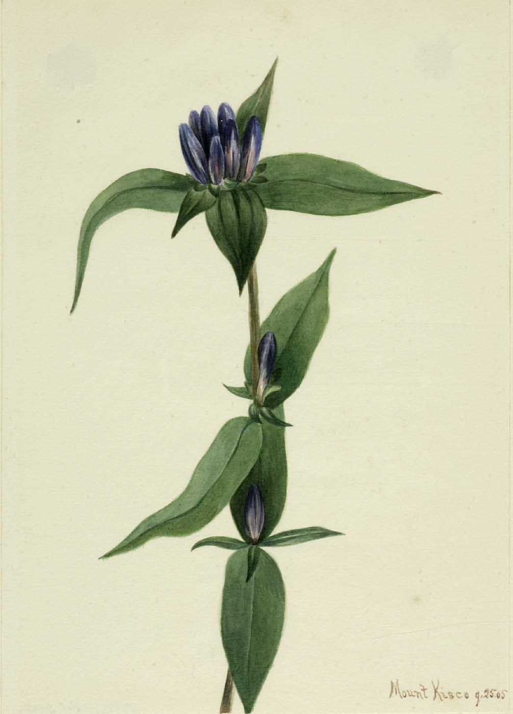 Wikioo.org - The Encyclopedia of Fine Arts - Painting, Artwork by Mary Vaux Walcott - Bottle Gentian (Gentiana saponaria)