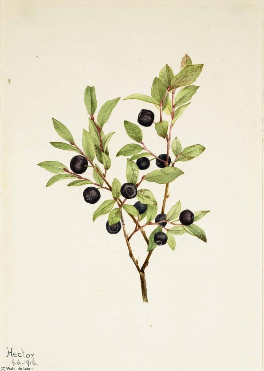 Wikioo.org - The Encyclopedia of Fine Arts - Painting, Artwork by Mary Vaux Walcott - Big Whortleberry (Vaccinium membranaceum)