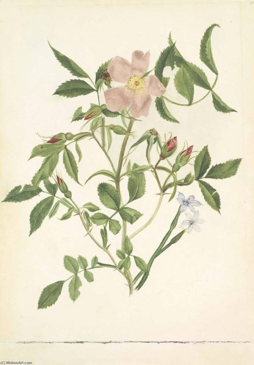 Wikioo.org - The Encyclopedia of Fine Arts - Painting, Artwork by Mary Vaux Walcott - Wild Rose and Blue eyed Grass (Rosa species and Sisyrinchium species)