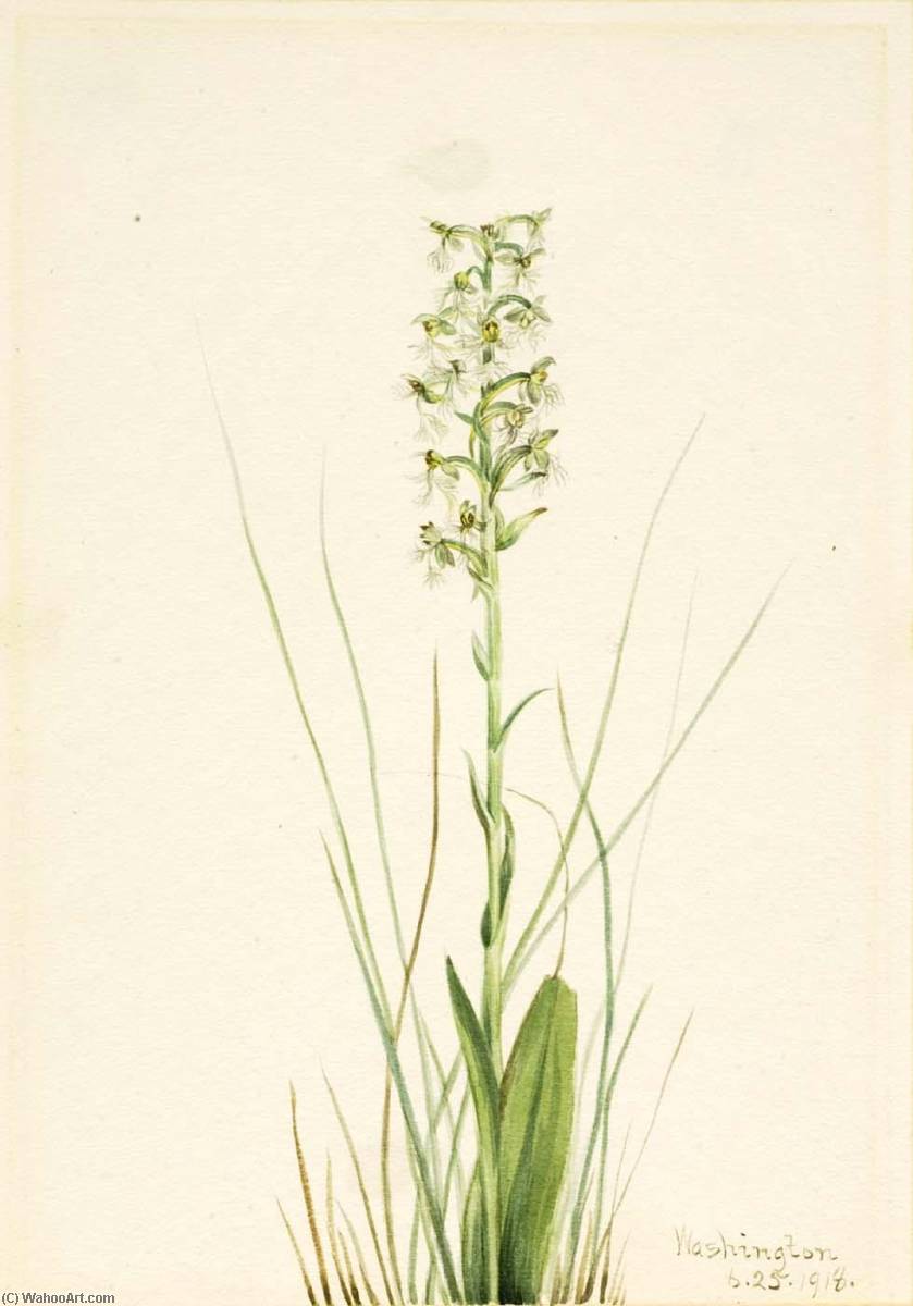 Wikioo.org - The Encyclopedia of Fine Arts - Painting, Artwork by Mary Vaux Walcott - Ragged Fringe orchid (Habenaria lacera)