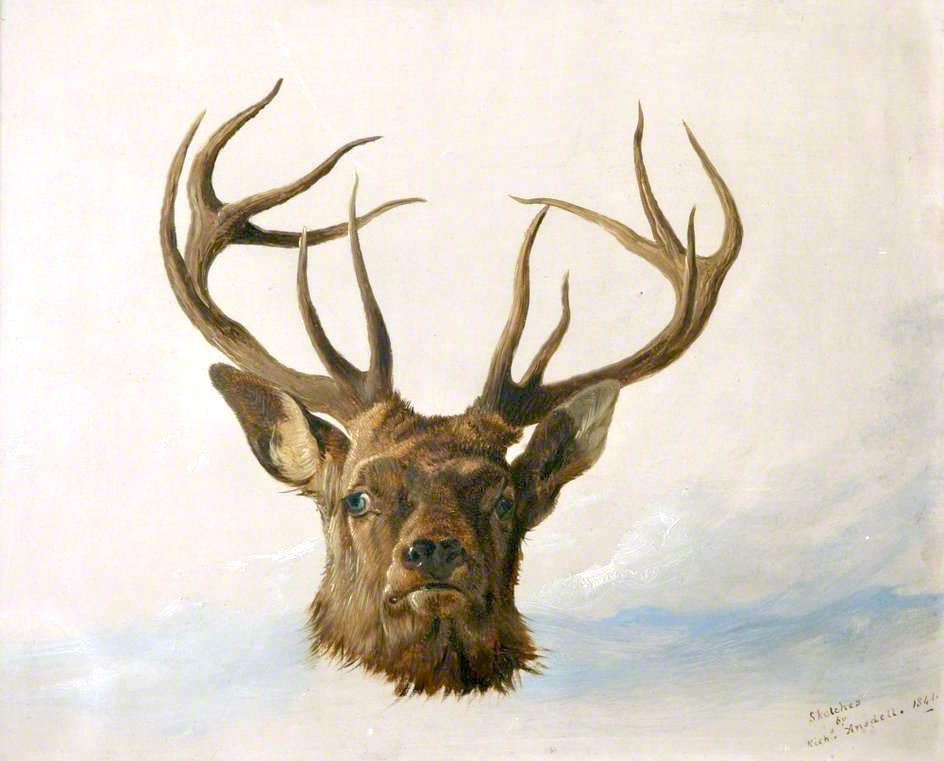 Wikioo.org - The Encyclopedia of Fine Arts - Painting, Artwork by Richard Ansdell - Head of a Stag (Full Face)