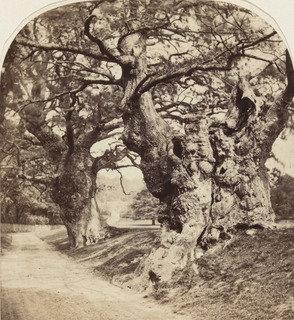 Wikioo.org - The Encyclopedia of Fine Arts - Painting, Artwork by Roger Fenton - Cobham Park