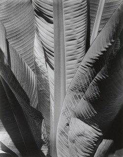 Wikioo.org - The Encyclopedia of Fine Arts - Painting, Artwork by Imogen Cunningham - Banana Plant