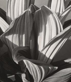 Wikioo.org - The Encyclopedia of Fine Arts - Painting, Artwork by Imogen Cunningham - Glacial Lily