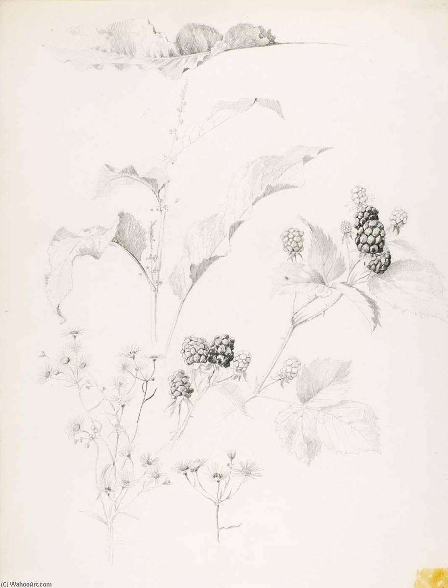 Wikioo.org - The Encyclopedia of Fine Arts - Painting, Artwork by George Elbert Burr - Untitled (Daisies and Blackberries)