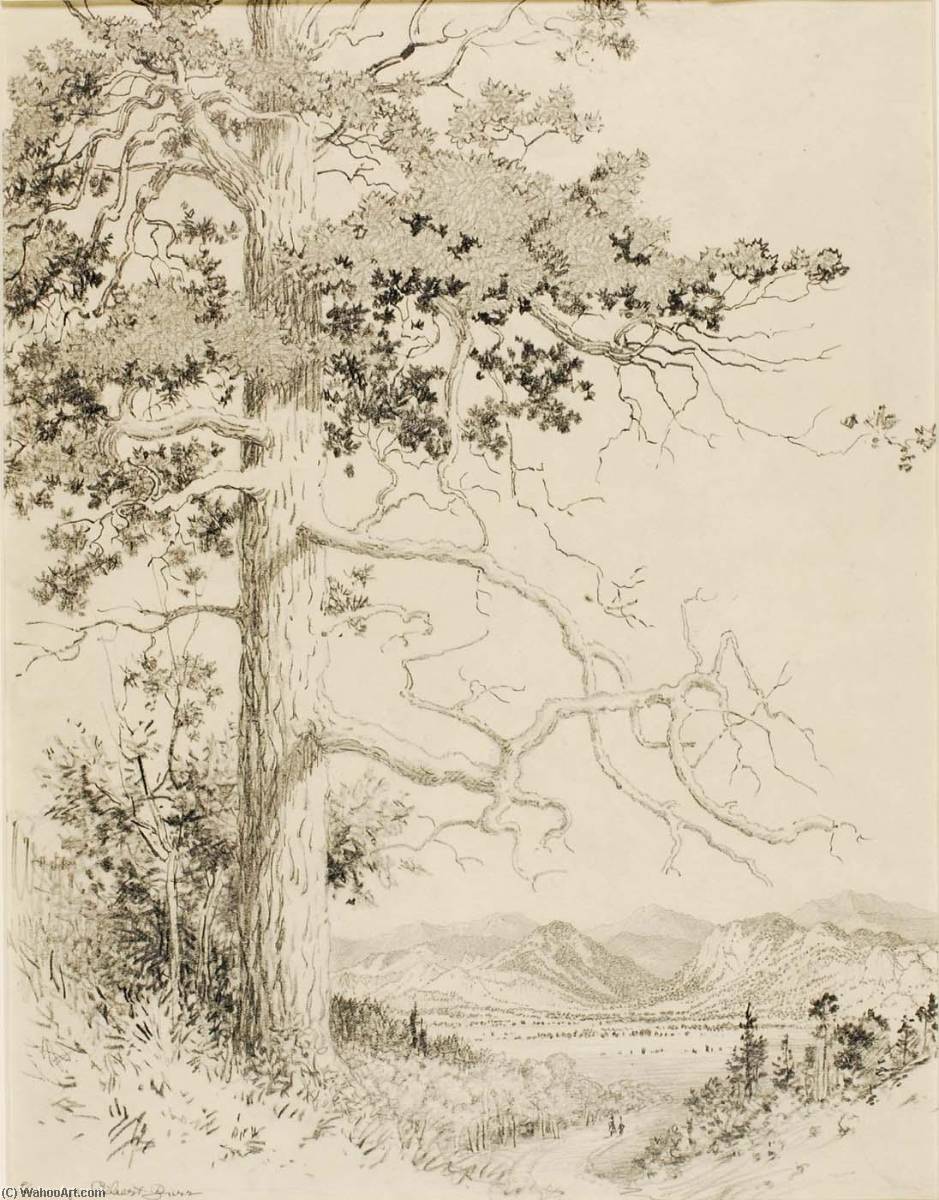 WikiOO.org - Enciklopedija likovnih umjetnosti - Slikarstvo, umjetnička djela George Elbert Burr - Untitled (transfer drawing for Old Pine, Estes Park)