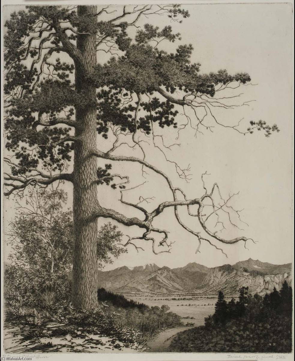 Wikioo.org - The Encyclopedia of Fine Arts - Painting, Artwork by George Elbert Burr - Old Pine, Estes Park