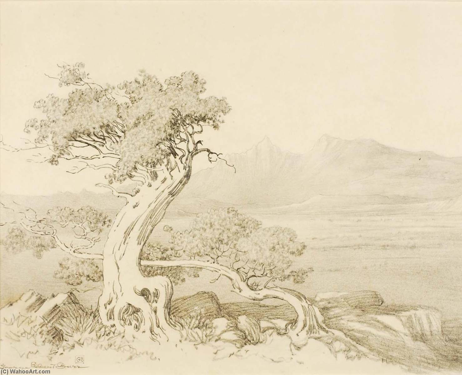 Wikioo.org - The Encyclopedia of Fine Arts - Painting, Artwork by George Elbert Burr - Untitled (transfer drawing for Old Cedars and Spanish Peaks)