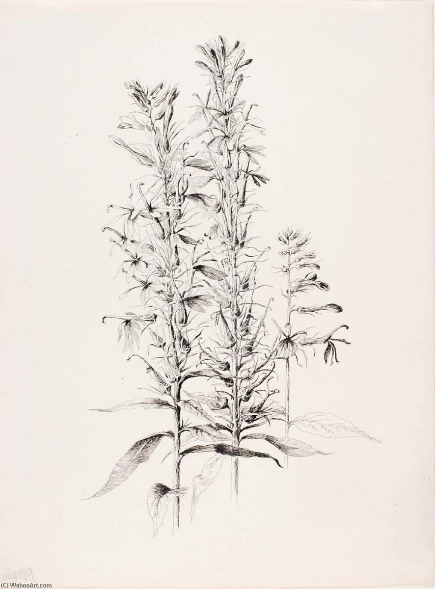 Wikioo.org - The Encyclopedia of Fine Arts - Painting, Artwork by George Elbert Burr - Untitled (Cardinal Flower, Lobelia Cardinalis)