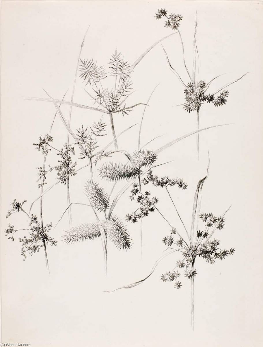 Wikioo.org - The Encyclopedia of Fine Arts - Painting, Artwork by George Elbert Burr - Untitled (Sedge Grasses)
