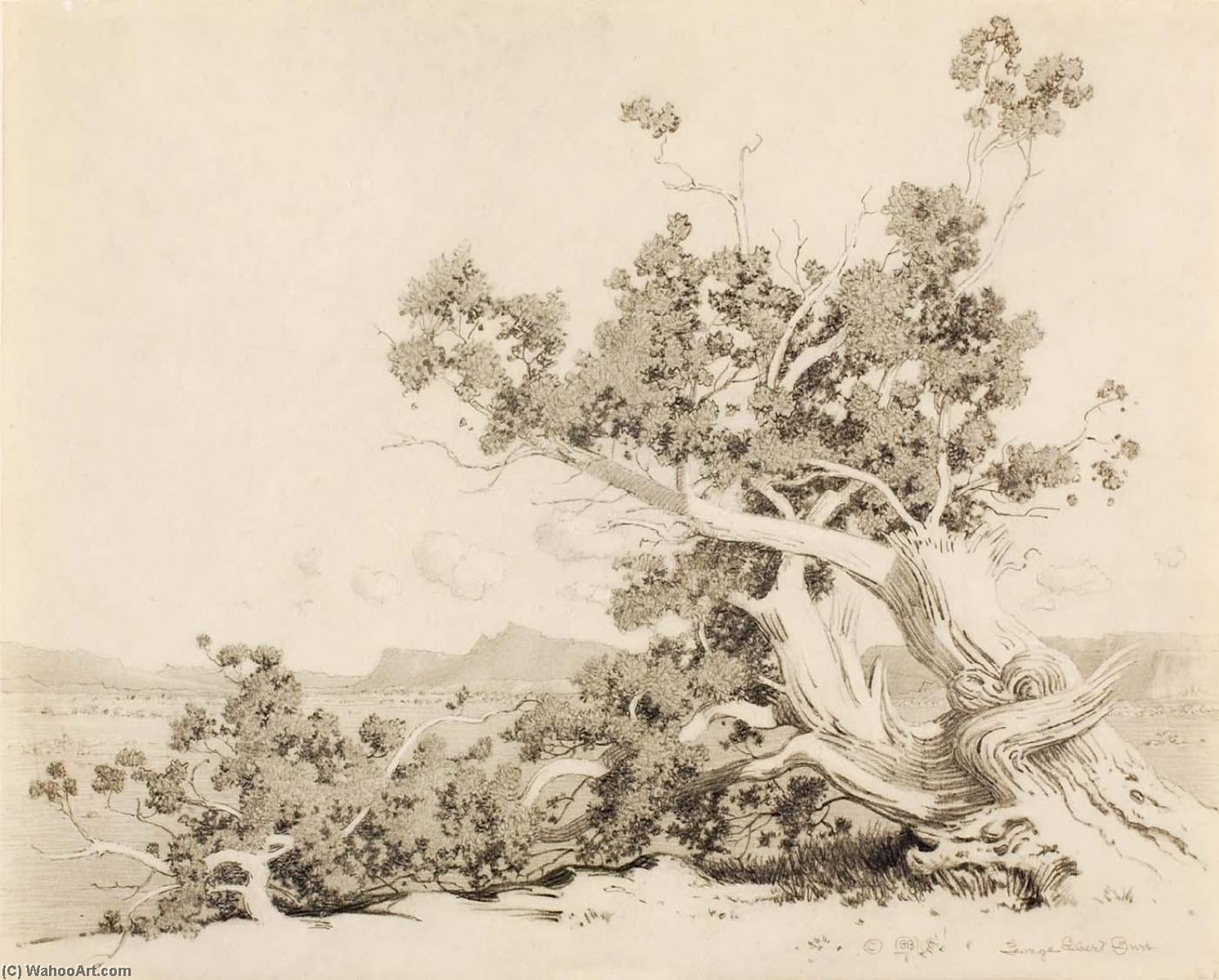 Wikioo.org - The Encyclopedia of Fine Arts - Painting, Artwork by George Elbert Burr - Untitled (Study for Old Cedars, New Mexico)