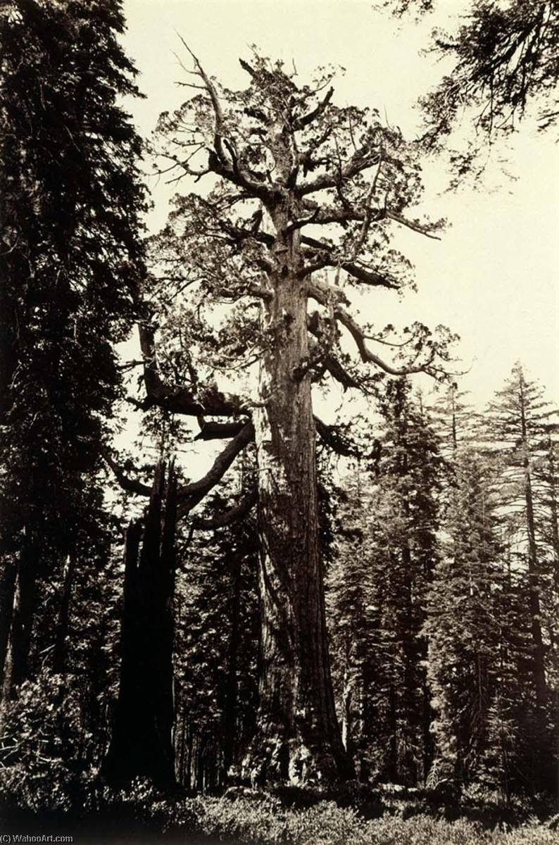 Wikioo.org - The Encyclopedia of Fine Arts - Painting, Artwork by Carleton Emmons Watkins - The Grizzly Giant, Mariposa Grove, Yosemite, California