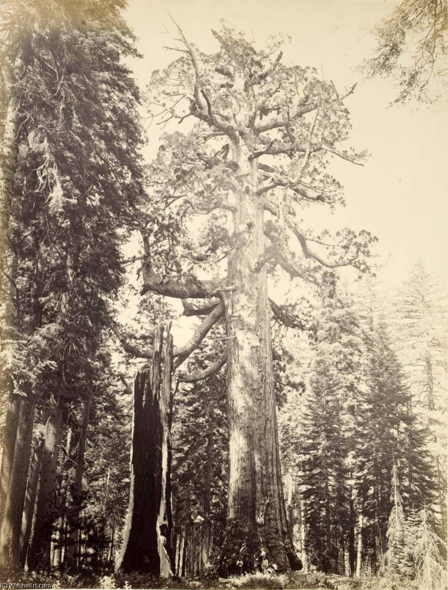 Wikioo.org - The Encyclopedia of Fine Arts - Painting, Artwork by Carleton Emmons Watkins - Grizzly Giant, Mariposa Grove