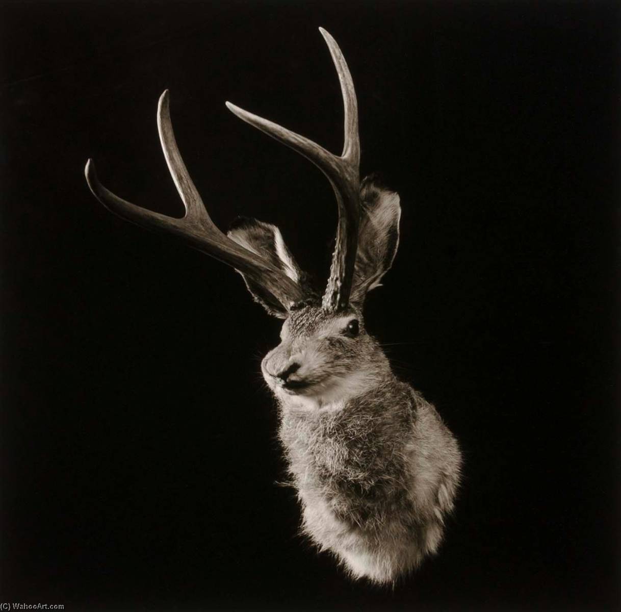 Wikioo.org - The Encyclopedia of Fine Arts - Painting, Artwork by Penny Diane Wolin - Untitled (Jackalope), from the Wyoming Documentary Survey Project
