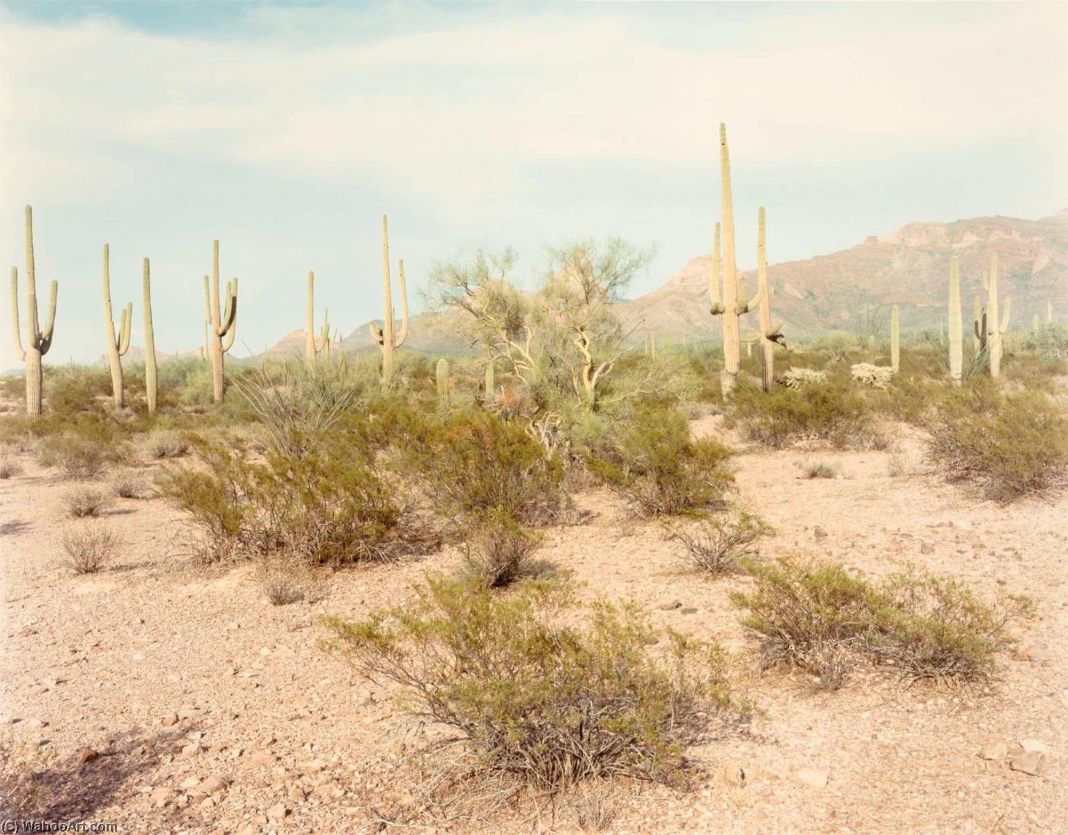 WikiOO.org - Enciclopedia of Fine Arts - Pictura, lucrări de artă Frank Di Perna - Saguaros, Organ Pipe Cactus N.M. Colorado, from the portfolio Shadowless Places, Deserts of the Southwest