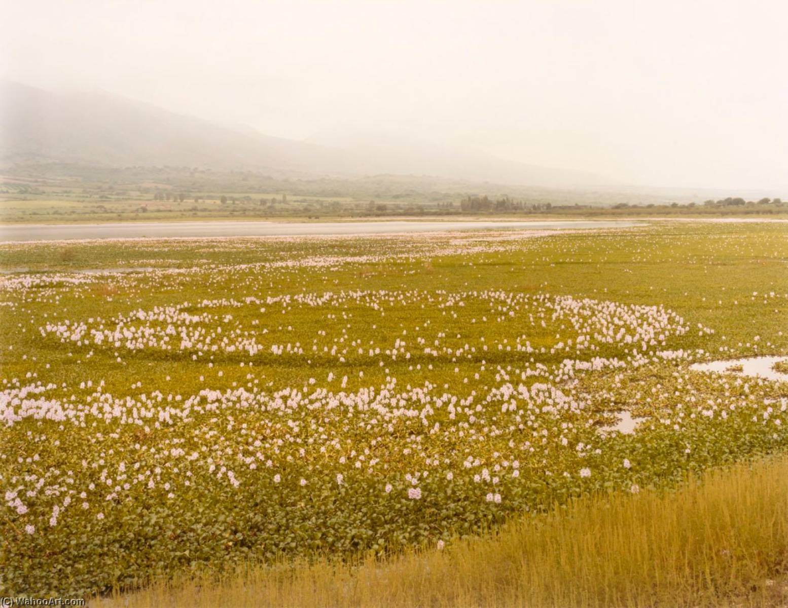 Wikioo.org - The Encyclopedia of Fine Arts - Painting, Artwork by Frank Di Perna - Water Hyacinth, Chapala, Jalisco, Mexico, from the portfolio Shadowless Places, Deserts of the Southwest