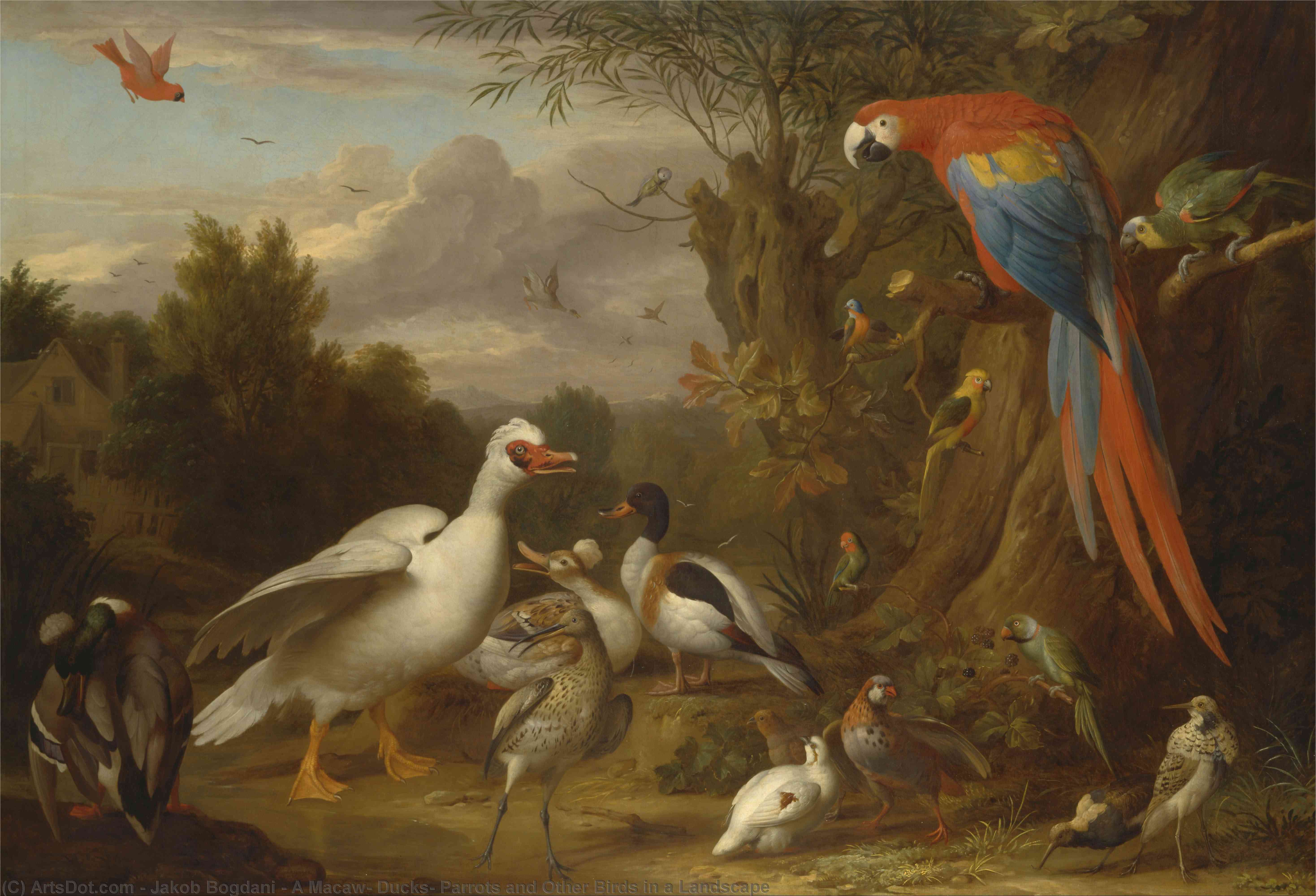 Wikioo.org - The Encyclopedia of Fine Arts - Painting, Artwork by Jakob Bogdani - A Macaw, Ducks, Parrots and Other Birds in a Landscape