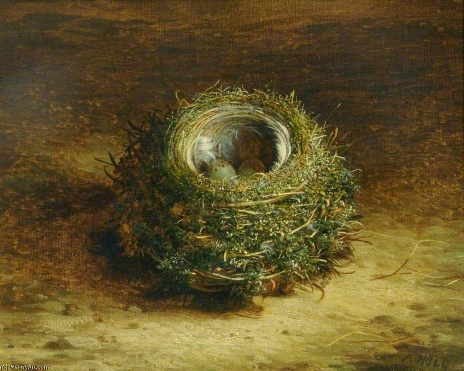 Wikioo.org - The Encyclopedia of Fine Arts - Painting, Artwork by Abel Hold - A Bird's Nest
