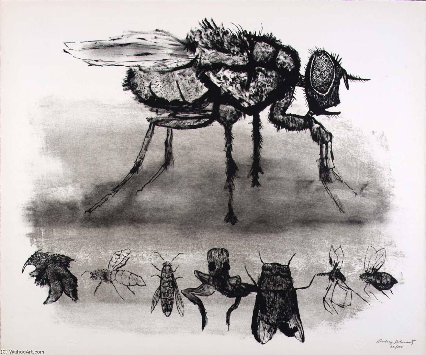 Wikioo.org - The Encyclopedia of Fine Arts - Painting, Artwork by Aubrey Schwartz - (A Bestiary, portfolio) Fly and Smaller Insects