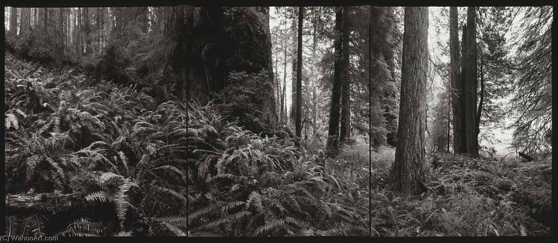 WikiOO.org - Enciclopedia of Fine Arts - Pictura, lucrări de artă Barbara Bosworth - National Champion Coast Redwood, California, 1994