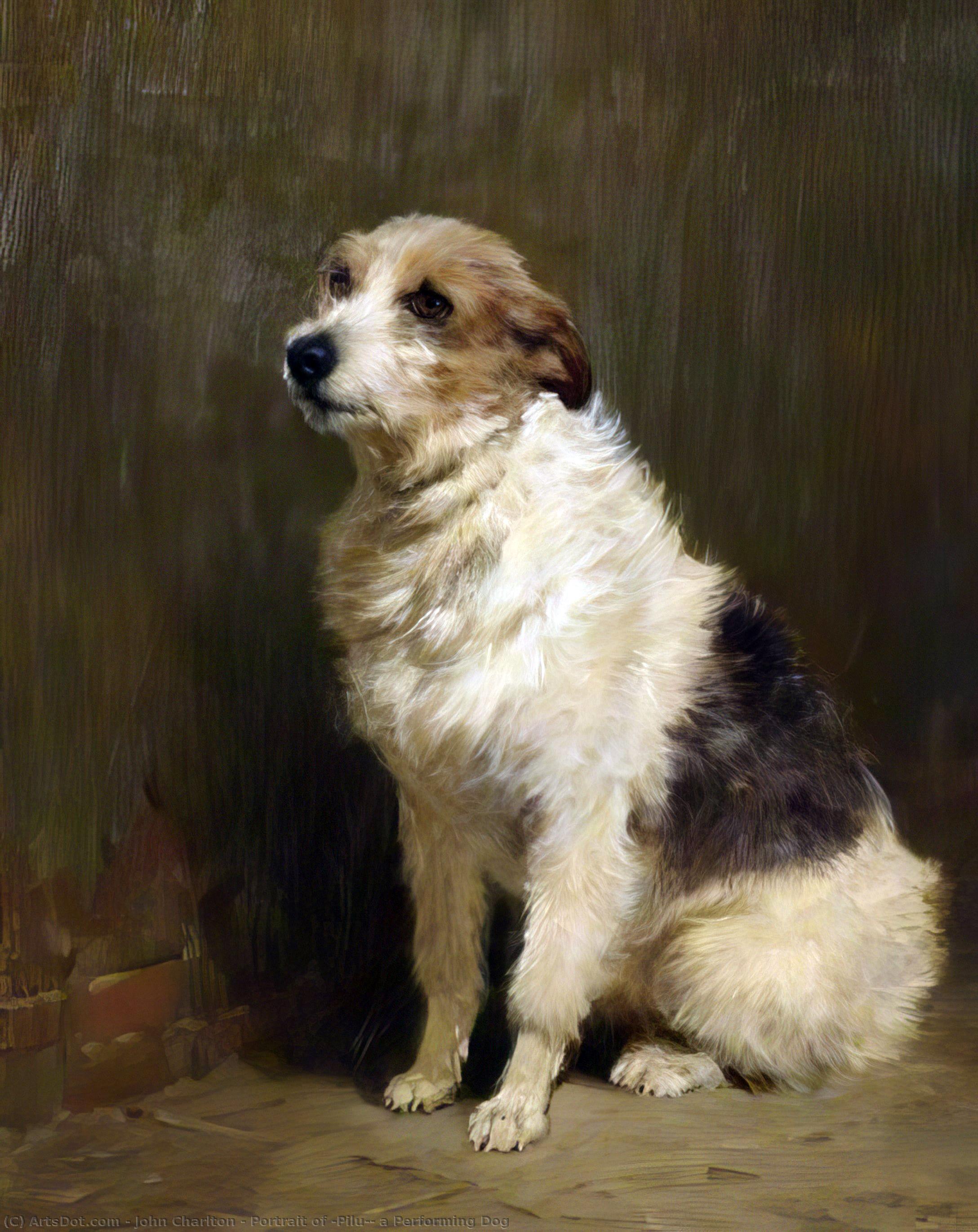 Wikioo.org - The Encyclopedia of Fine Arts - Painting, Artwork by John Charlton - Portrait of 'Pilu', a Performing Dog