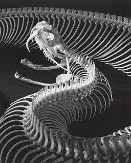 WikiOO.org - Encyclopedia of Fine Arts - Lukisan, Artwork Andreas Feininger - The Skeleton of a Gaboon Viper