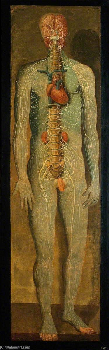 Wikioo.org - The Encyclopedia of Fine Arts - Painting, Artwork by Jacques Fabien Gautier Dagoty - A Standing Figure Showing the Vertebral Column, Nerves, Kidneys, Heart and Brain