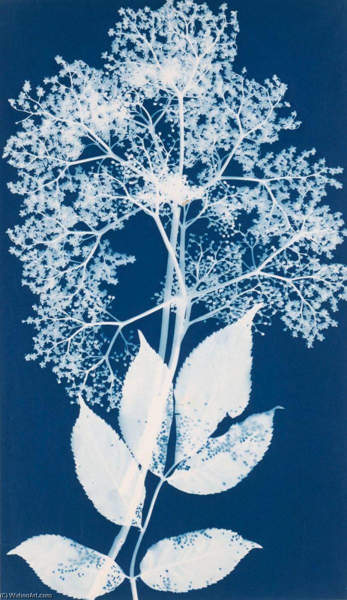 WikiOO.org - Enciclopedia of Fine Arts - Pictura, lucrări de artă Bertha Evelyn Jaques - Elderberry Blossoms