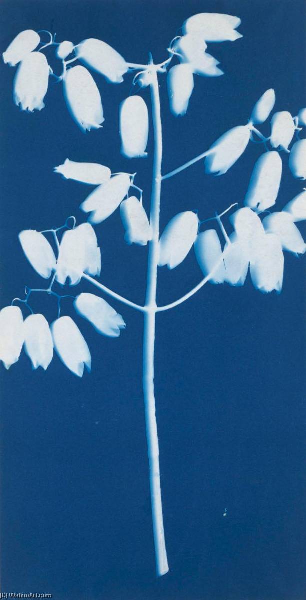 WikiOO.org - Enciclopedia of Fine Arts - Pictura, lucrări de artă Bertha Evelyn Jaques - Blossom of the Chandelier Plant
