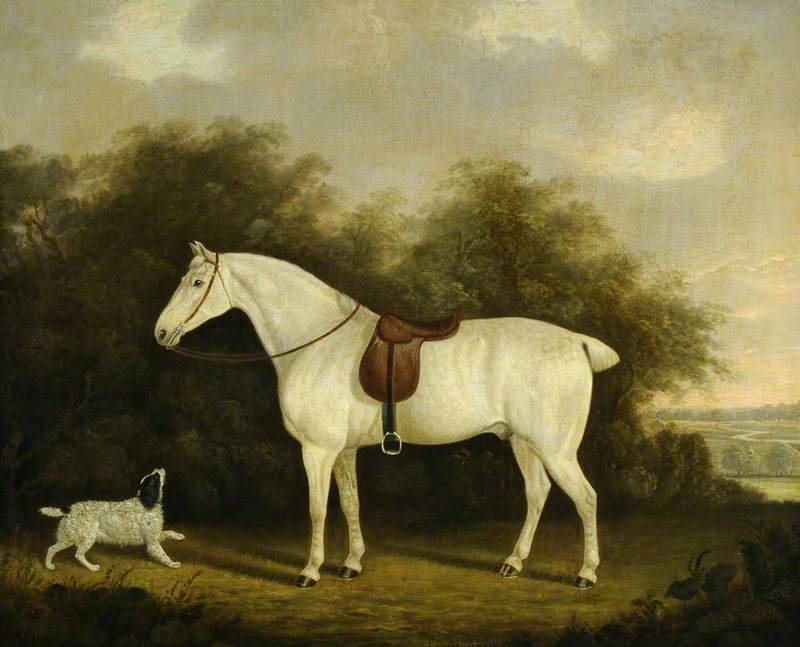 Wikioo.org - The Encyclopedia of Fine Arts - Painting, Artwork by Clifton Tomson - A Saddled Grey Hunter with a Spaniel in a Wooded Landscape