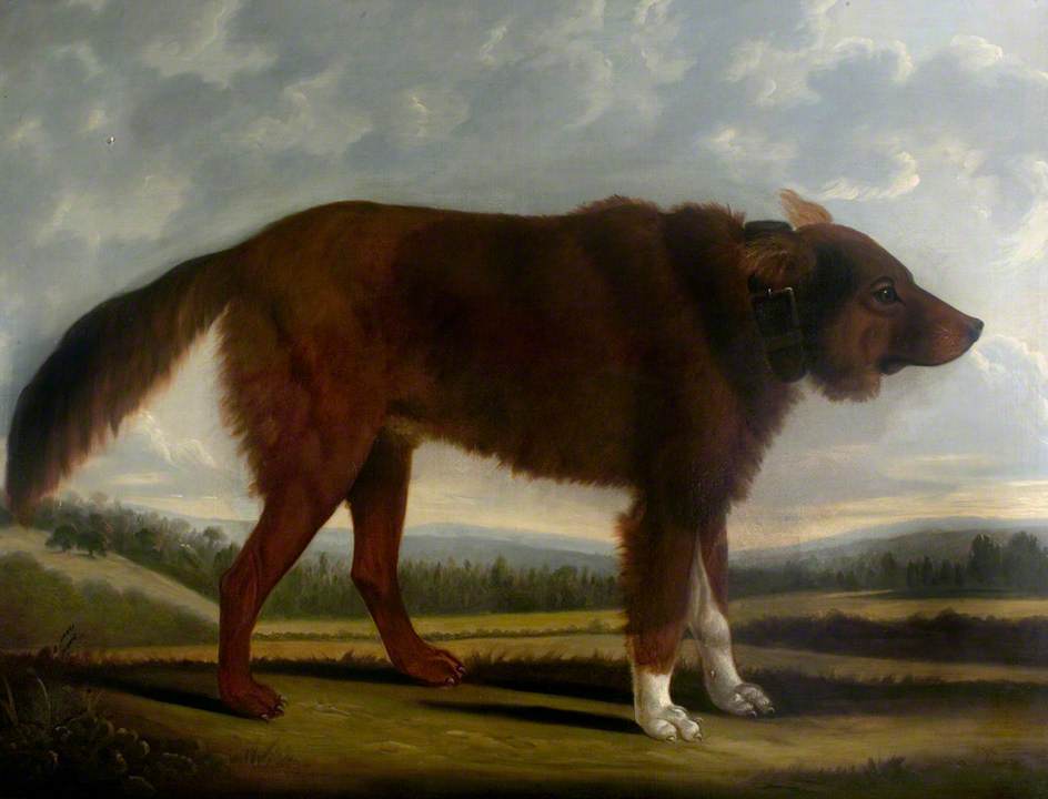 Wikioo.org - The Encyclopedia of Fine Arts - Painting, Artwork by Clifton Tomson - Lord Byron's Dog 'Lyon' (The Wolf Dog)