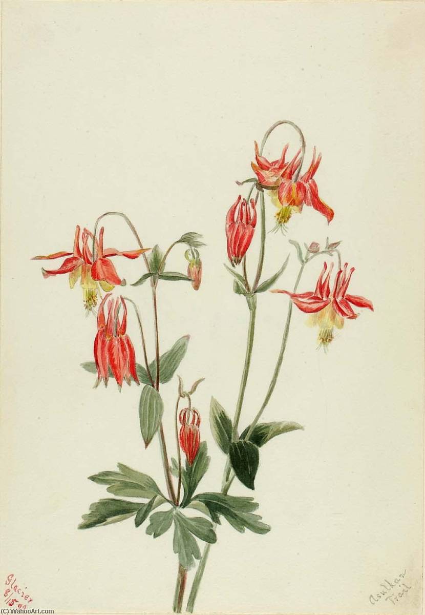 Wikioo.org - The Encyclopedia of Fine Arts - Painting, Artwork by Mary Morris Vaux Walcott - Red Columbine (Aquilegia formosa)