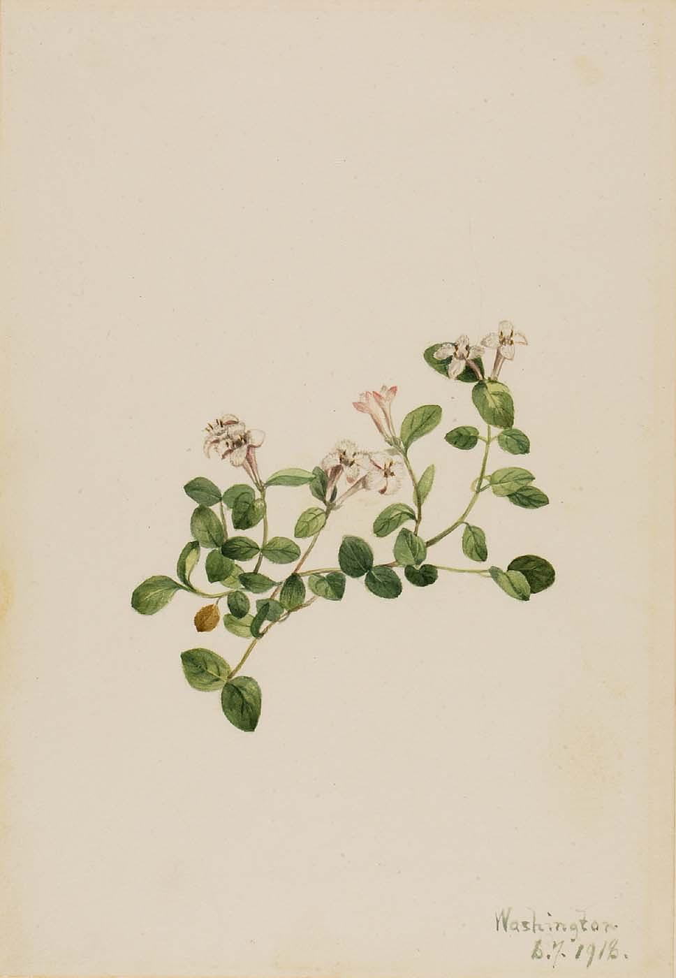 Wikioo.org - The Encyclopedia of Fine Arts - Painting, Artwork by Mary Morris Vaux Walcott - Partridgeberry (Mitchella repena)