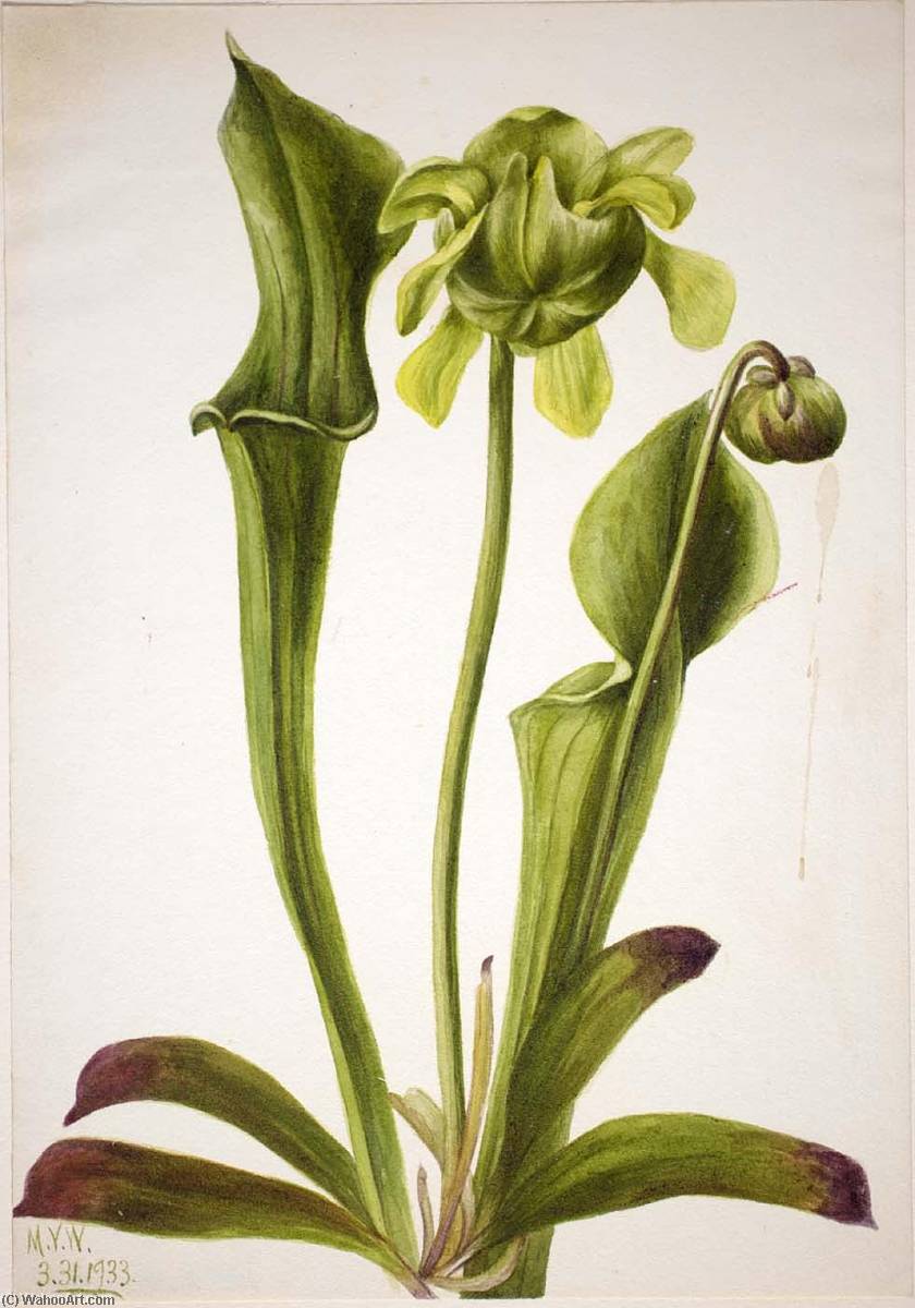 Wikioo.org - The Encyclopedia of Fine Arts - Painting, Artwork by Mary Morris Vaux Walcott - Green Pitcherplant (Sarracenia orephila)