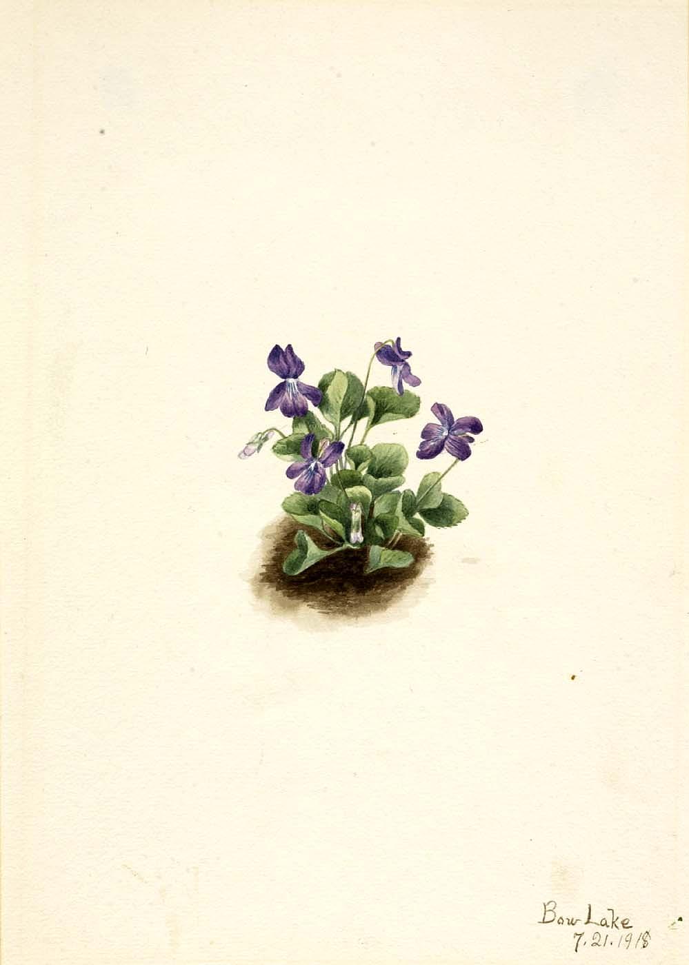 Wikioo.org - The Encyclopedia of Fine Arts - Painting, Artwork by Mary Morris Vaux Walcott - Purple Mountain Violet (Viola adunca)
