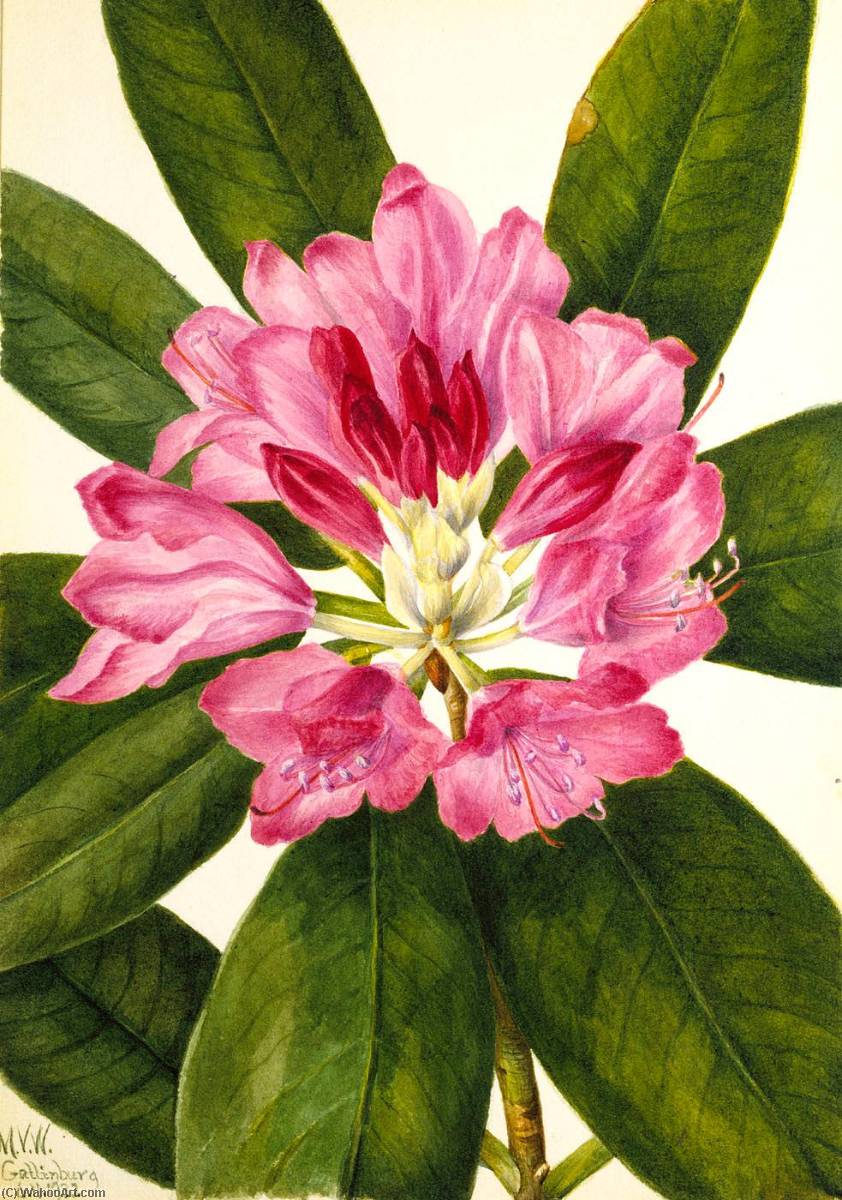 Wikioo.org - The Encyclopedia of Fine Arts - Painting, Artwork by Mary Morris Vaux Walcott - Mountain Rose Bay (Rhododendron catawbiense)